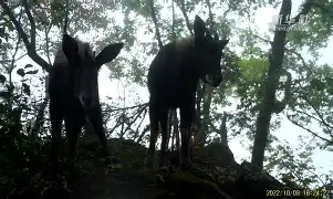 开云官网入口 -5髳?&amp;媙W3?l鬣箠J?捵辁66隭的简单介绍